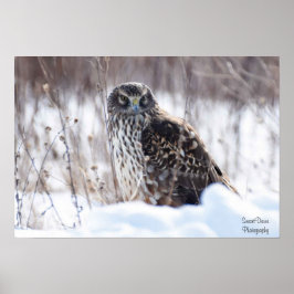 Weibliche Northern Harrier Poster