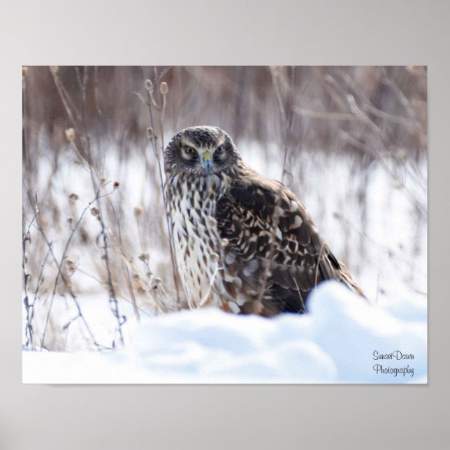 Weibliche Northern Harrier Poster (Vorne)