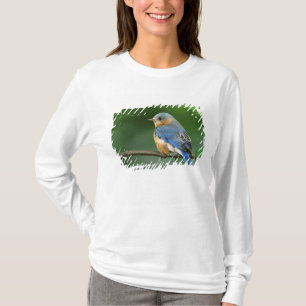 Weibliche Östliche Blaudrossel, Sialia sialis T-Shirt