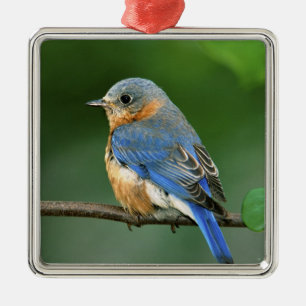 Weibliche Östliche Blaukehl-Hüttensänger, Sialia s Ornament Aus Metall