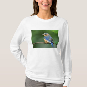 Weibliche Östliche Blaukehl-Hüttensänger, Sialia s T-Shirt