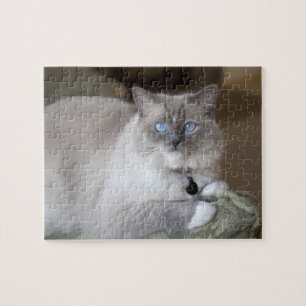 Weibliche Ragdoll-Katze