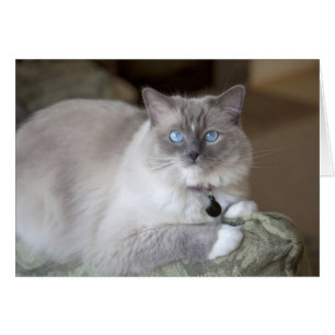 Weibliche Ragdoll-Katze