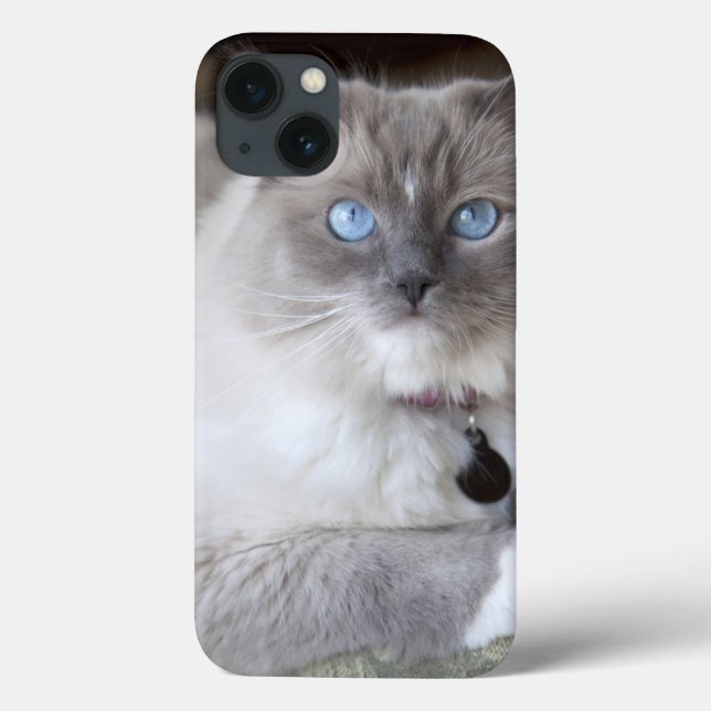 Weibliche Ragdoll Katze Case-Mate iPhone Hülle (Rückseite)