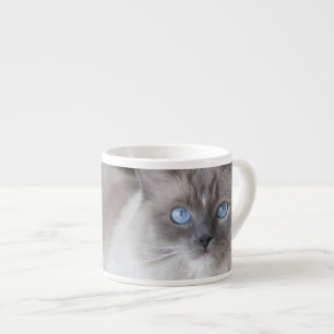 Weibliche Ragdoll-Katze Espressotasse