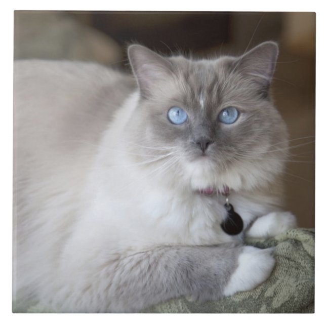 Weibliche Ragdoll-Katze Fliese (Vorderseite)