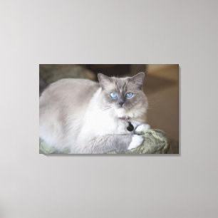 Weibliche Ragdoll-Katze Leinwanddruck