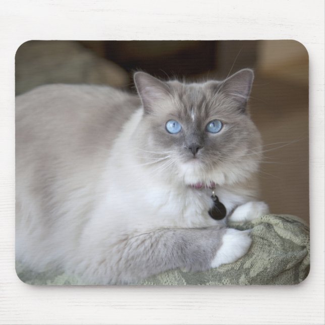 Weibliche Ragdoll-Katze Mousepad (Vorne)