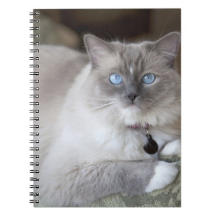 Weibliche Ragdoll-Katze Notizblock