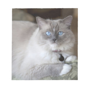 Weibliche Ragdoll-Katze Notizblock