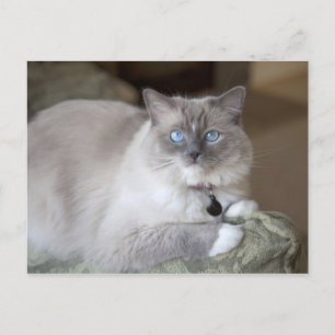 Weibliche Ragdoll-Katze Postkarte