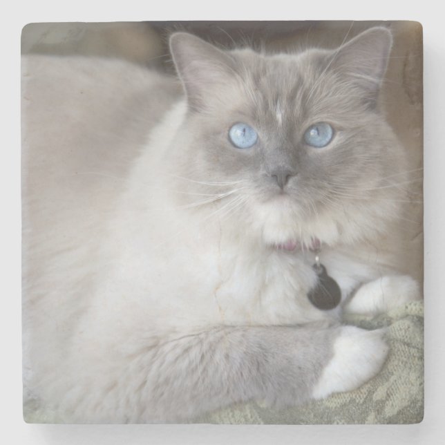 Weibliche Ragdoll Katze Steinuntersetzer (Vorderseite)
