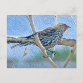 Weibliche Redwing Blackbird Postkarte