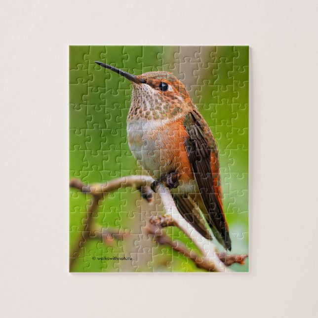 Weibliche Rufous Hummingbird auf dem Pflaumenbaum (Vertikal)