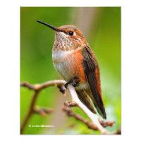 Weibliche Rufous Hummingbird auf dem Pflaumenbaum