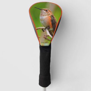 Weibliche Rufous Hummingbird auf dem Pflaumenbaum Golf Headcover