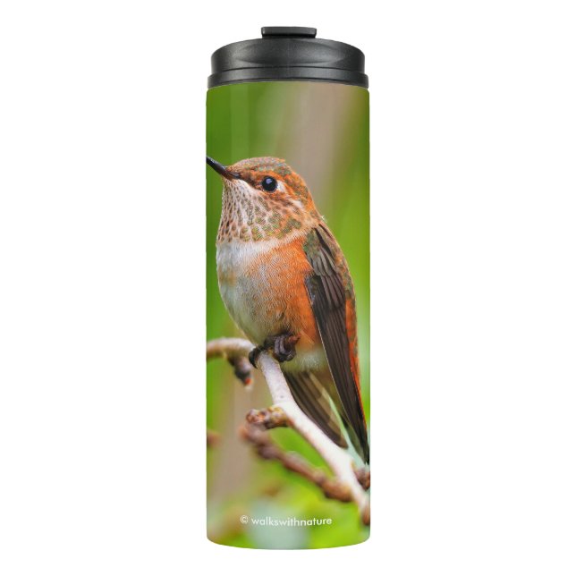 Weibliche Rufous Hummingbird auf dem Pflaumenbaum Thermosbecher (Vorderseite)