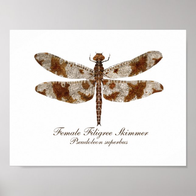 Weibliche Skimmer-Daronfly Poster (Vorne)