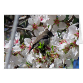 Weibliche Sonnenvögel, die Nektar schmeißen