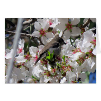 Weibliche Sonnenvögel, die Nektar schmeißen