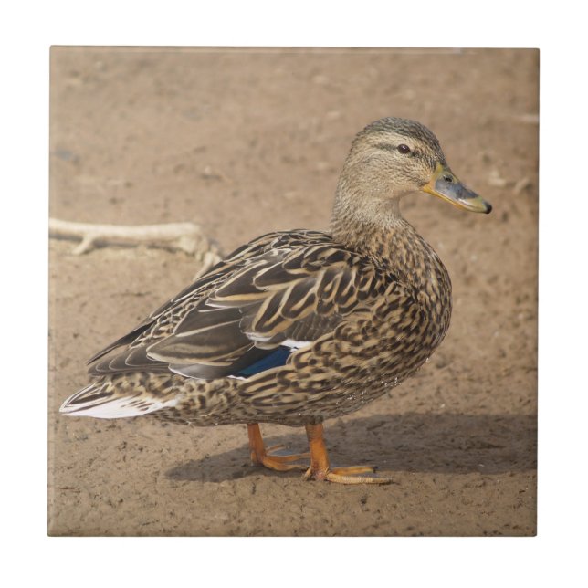 Weibliche Stockenten-Enten-Fliese Trivet Fliese (Vorderseite)