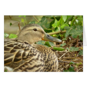 Weibliche Stockenten-Enten-Karte