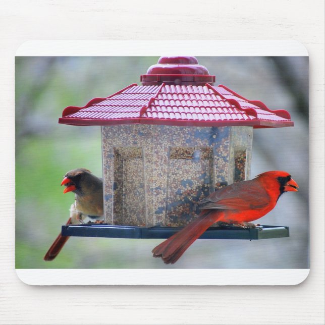 Weibliche und männliche Kardinäle in der Vogelzuch Mousepad (Vorne)