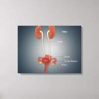 Weibliche Uterus mit Ovarien, Nieren und Blase