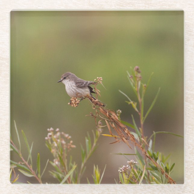 Weibliche Vermilion Flycatcher Glasuntersetzer (Vorderseite)