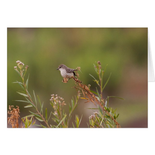 Weibliche Vermillion Flycatcher (Vorderseite (Horizontal))