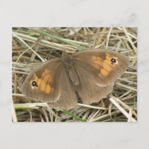 Weibliche Wiesenbraune Schmetterlingskarte Postkarte