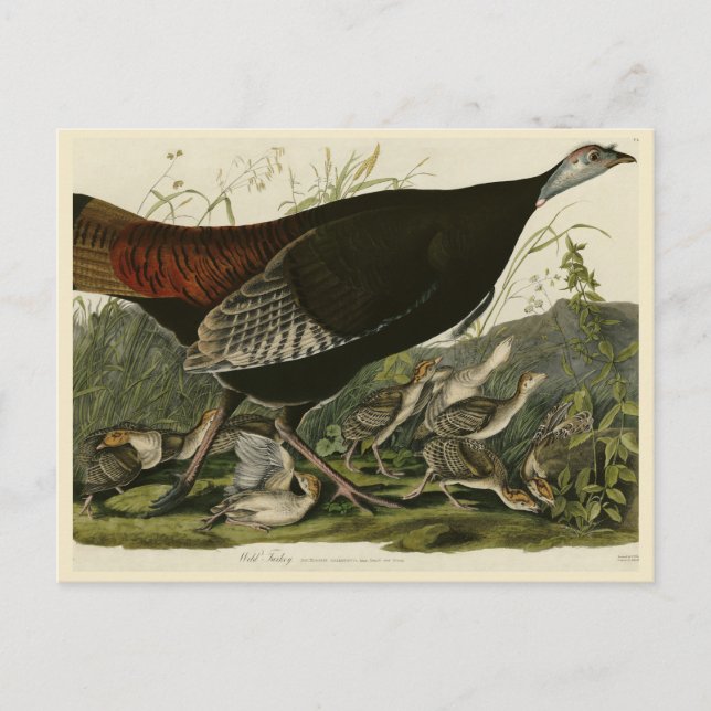 Weibliche wilde Türkei aus Audubons Vögeln in Amer Postkarte (Vorderseite)