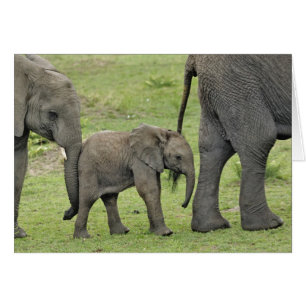 Weiblicher Afrikanischer Elefant mit Baby