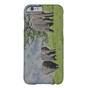 Weiblicher afrikanischer Elefant mit Baby, Barely There iPhone 6 Hülle