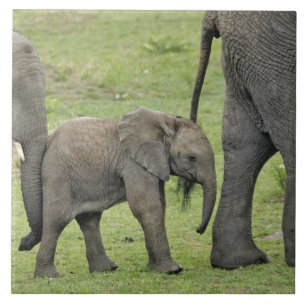 Weiblicher Afrikanischer Elefant mit Baby Fliese