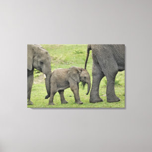 Weiblicher Afrikanischer Elefant mit Baby Leinwanddruck