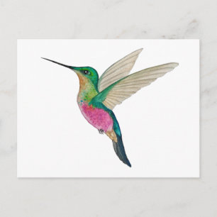 Weiblicher Blauknoten-Starfrontlet-Kolibri Postkarte