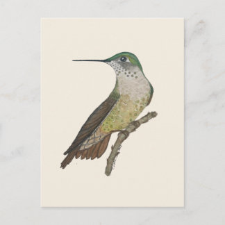 Weiblicher Calliope-Kolibri Postkarte