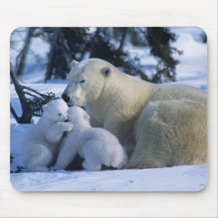 Weiblicher Eisbär liegt mit 2 Jungen Mousepad