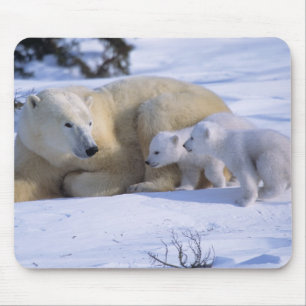 Weiblicher Eisbär liegt mit 2 Jungtieren Mousepad