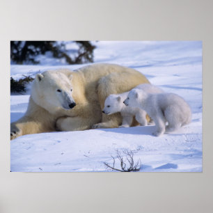 Weiblicher Eisbär liegt mit 2 Jungtieren Poster
