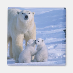 Weiblicher Eisbär steht mit 2 Jungen Magnet