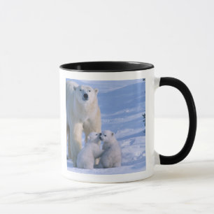 Weiblicher Eisbär steht mit 2 Jungen Tasse