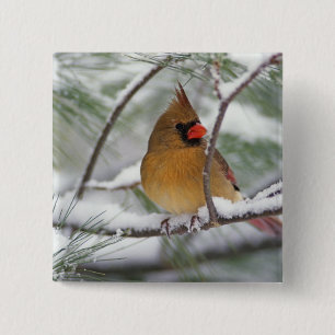 Weiblicher Kardinal im schneebedeckten Kiefernbaum Button