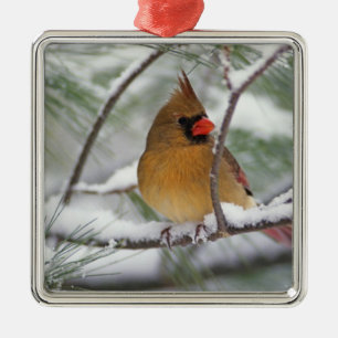 Weiblicher Kardinal im schneebedeckten Kiefernbaum Ornament Aus Metall