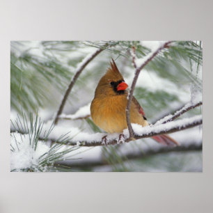 Weiblicher Kardinal im schneebedeckten Kiefernbaum Poster