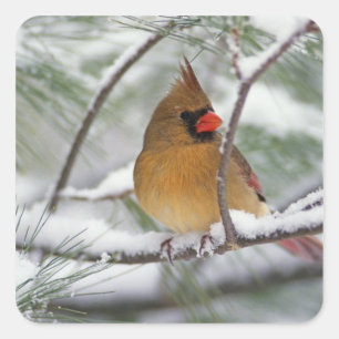 Weiblicher Kardinal im schneebedeckten Kiefernbaum Quadratischer Aufkleber
