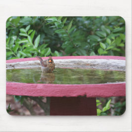 Weiblicher Kardinal in Birdbad Mousepad