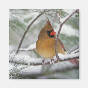Weiblicher Kardinalkardinal in schneebedecktem Kie Magnet