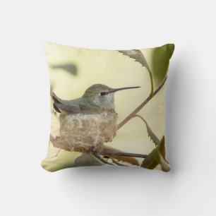Weiblicher Kolibri auf seinem Nest Kissen